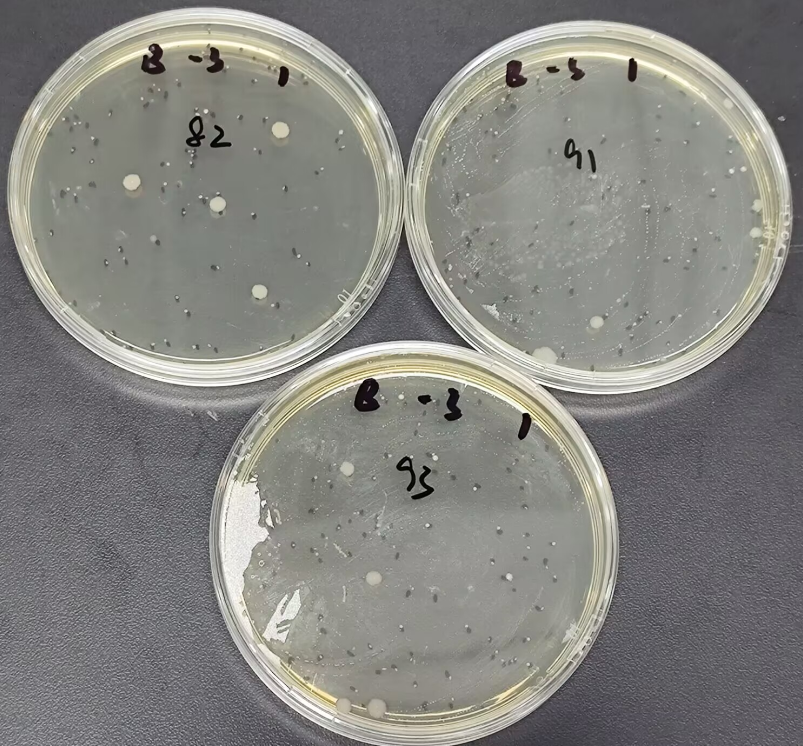 Total bacterial count standard substance in food-BNCC