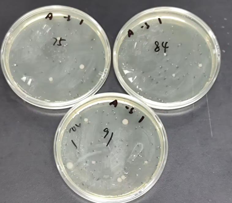 Total bacterial count standard substance in food-BNCC