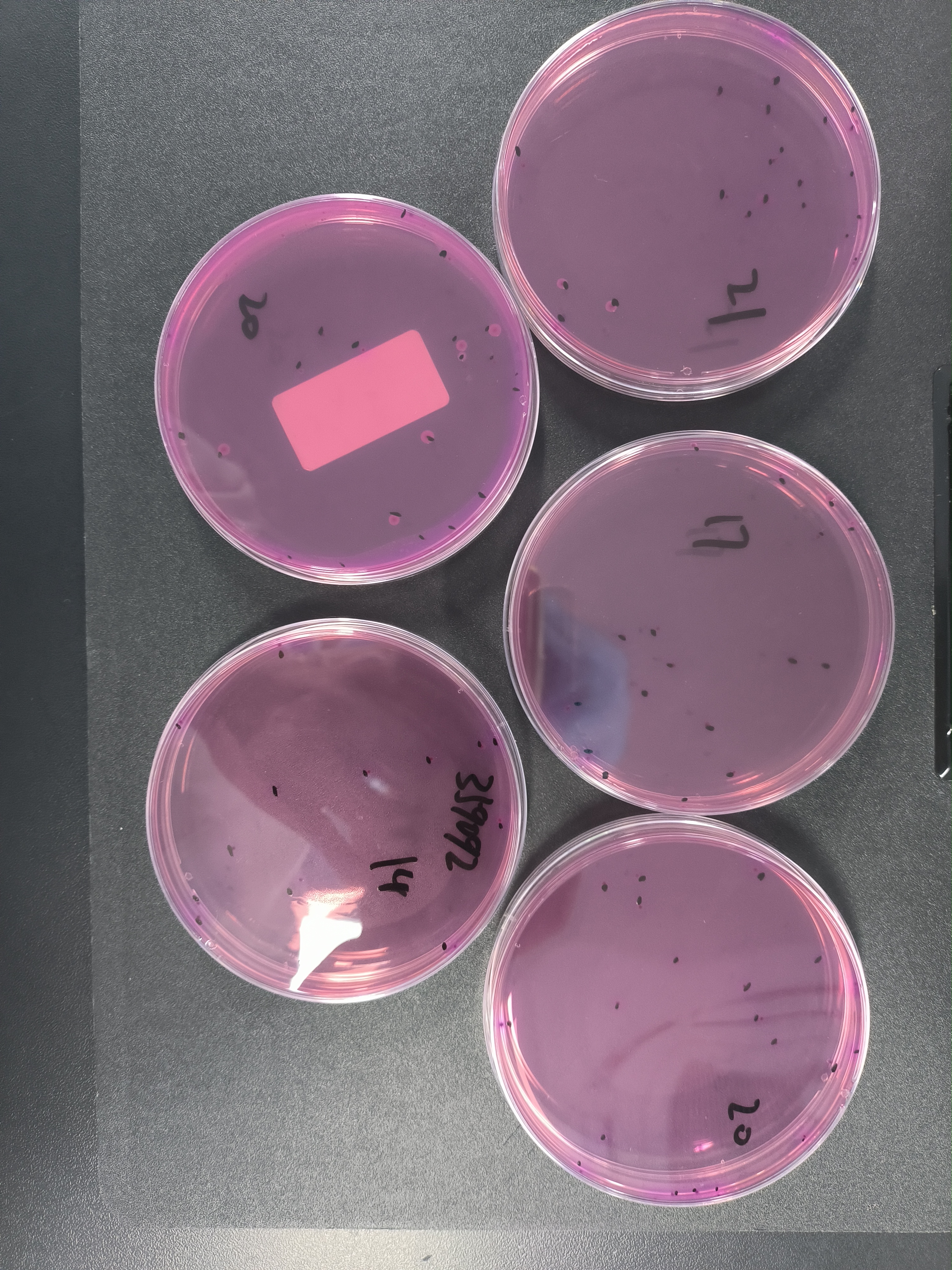 Reference material for Escherichia coli count in food-BNCC