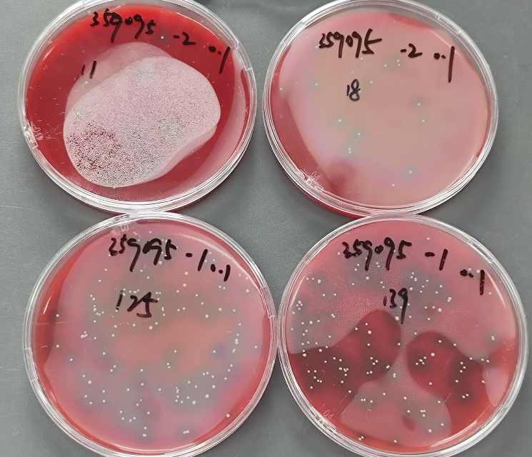 Reference material for Staphylococcus aureus count in food-BNCC
