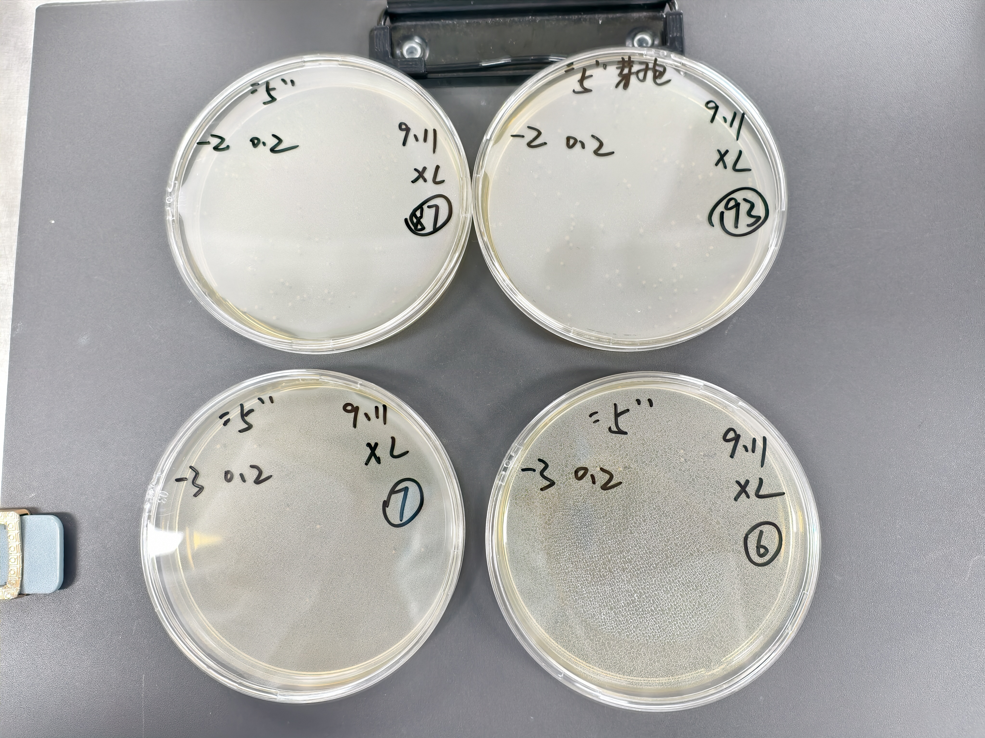 Bacillus subtilis spore counting standard substance-BNCC