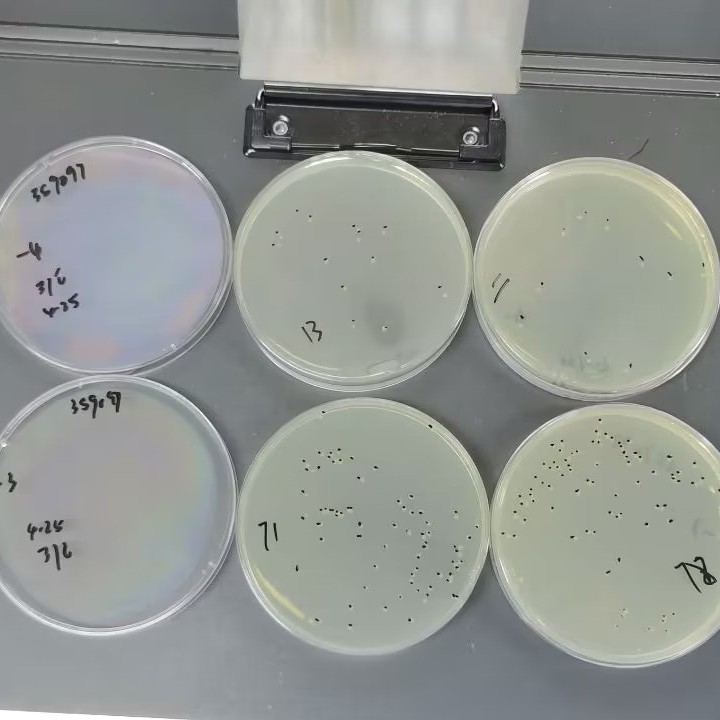 Standard substance for spore counting of Bacillus subtilis-BNCC