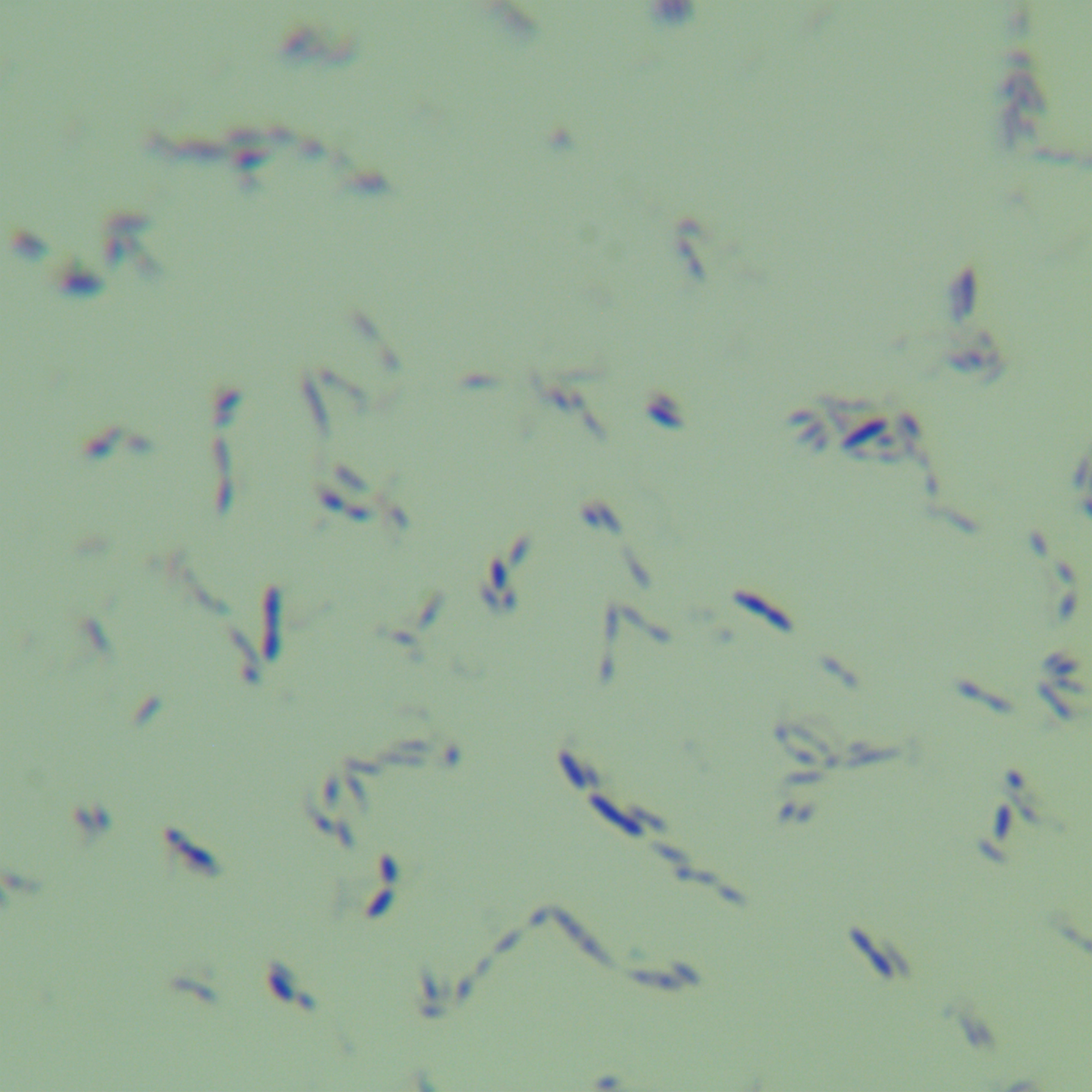 Symbiotic Clostridium-BNCC