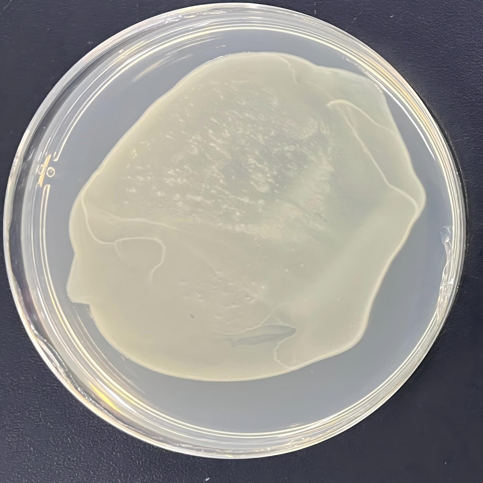DH5α (containing pAN7-1 plasmid) E. coli-BNCC
