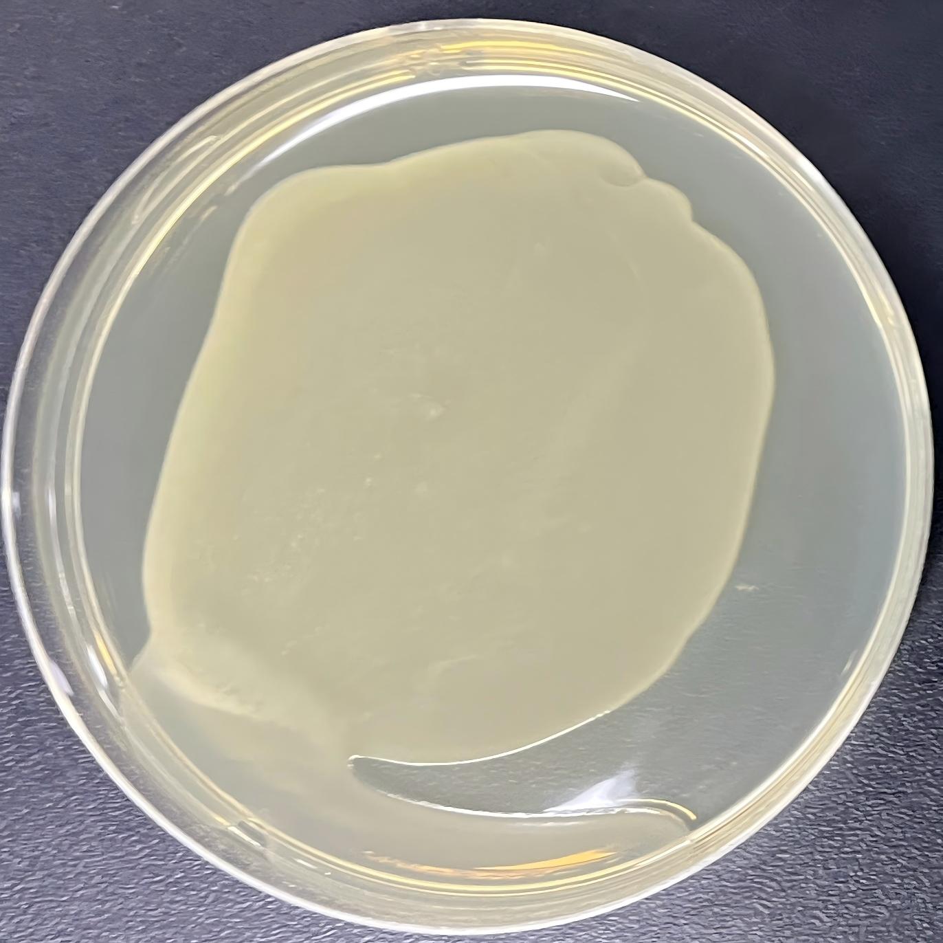 DH5α (containing L4440 vector) E. coli-BNCC