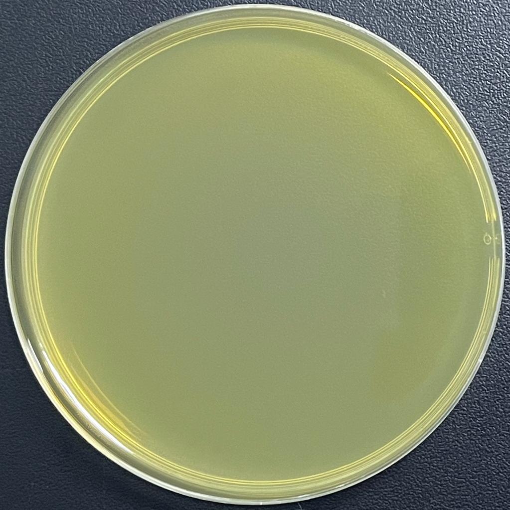 DH5α (containing pBiT1.1-N [TK-LgBiT] plasmid) E. coli-BNCC