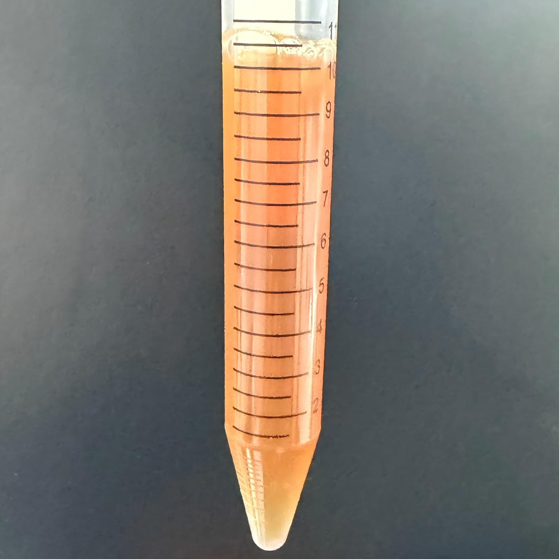 Lactococcus lactis NZ9000-BNCC