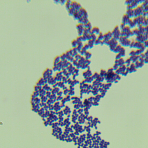 Lactococcus lactis NZ9000-BNCC
