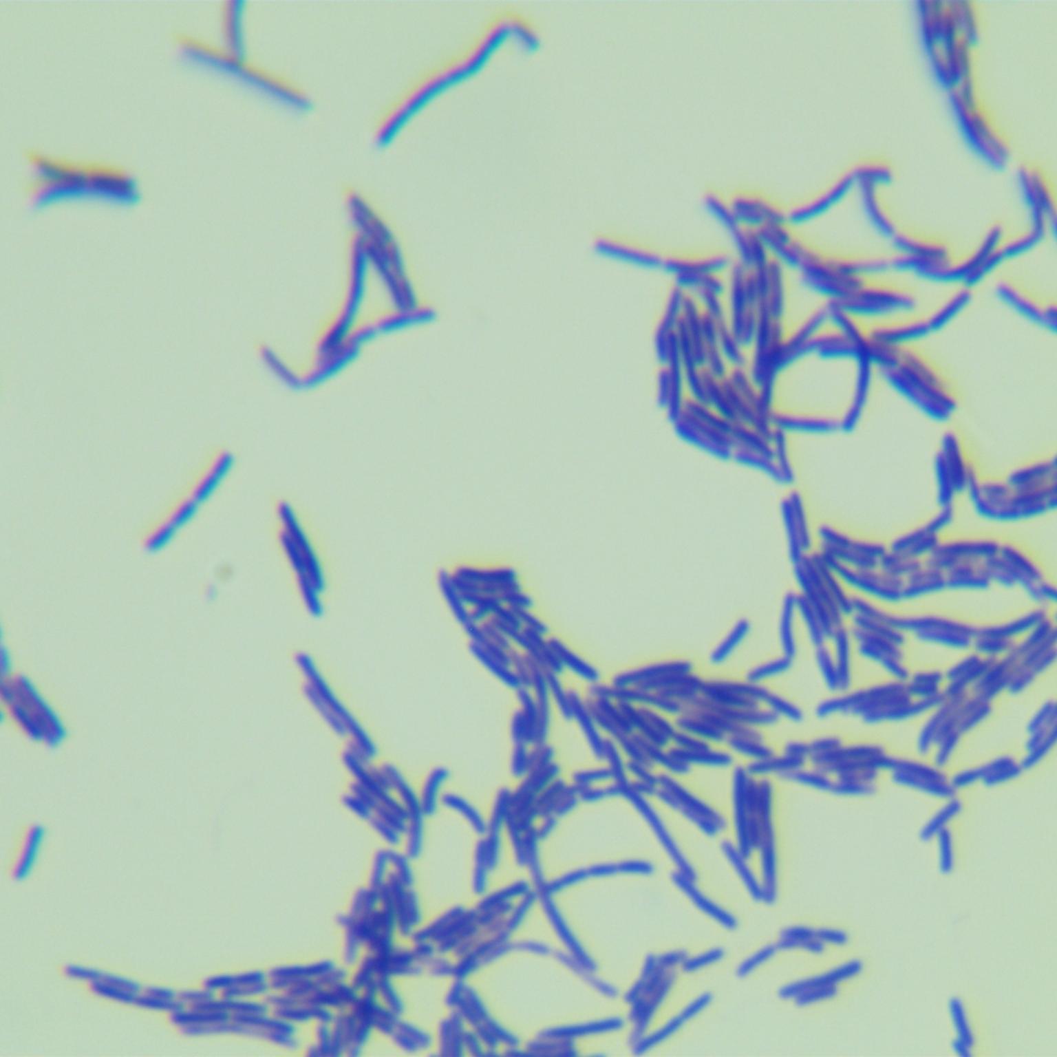 Clostridium difficile-BNCC