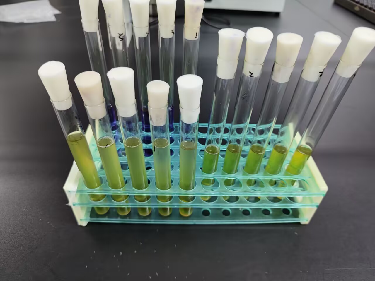 Fecal coliform standard quality control sample (multi tube fermentation method)-BNCC