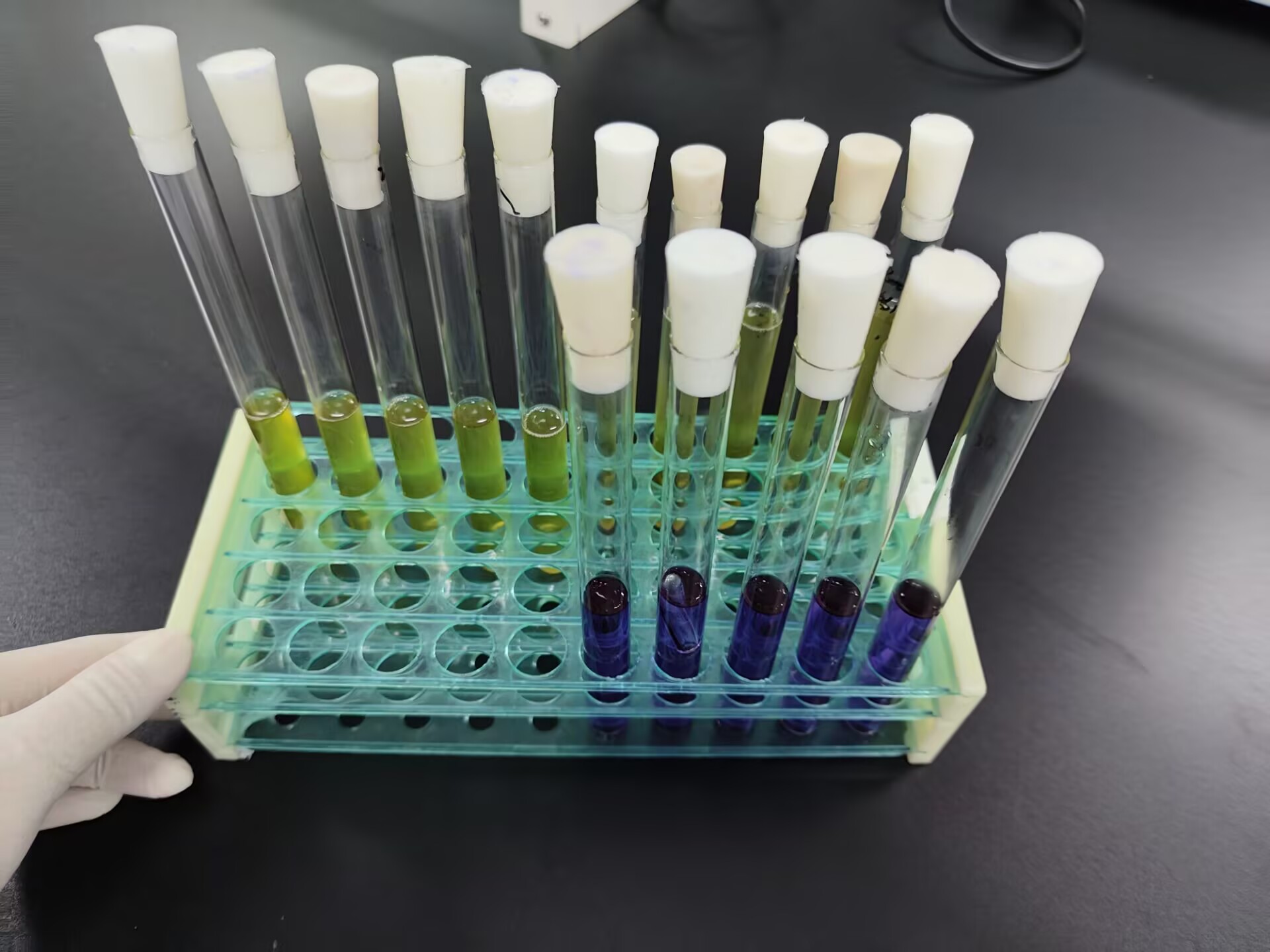 Fecal coliform standard quality control sample (multi tube fermentation method)-BNCC