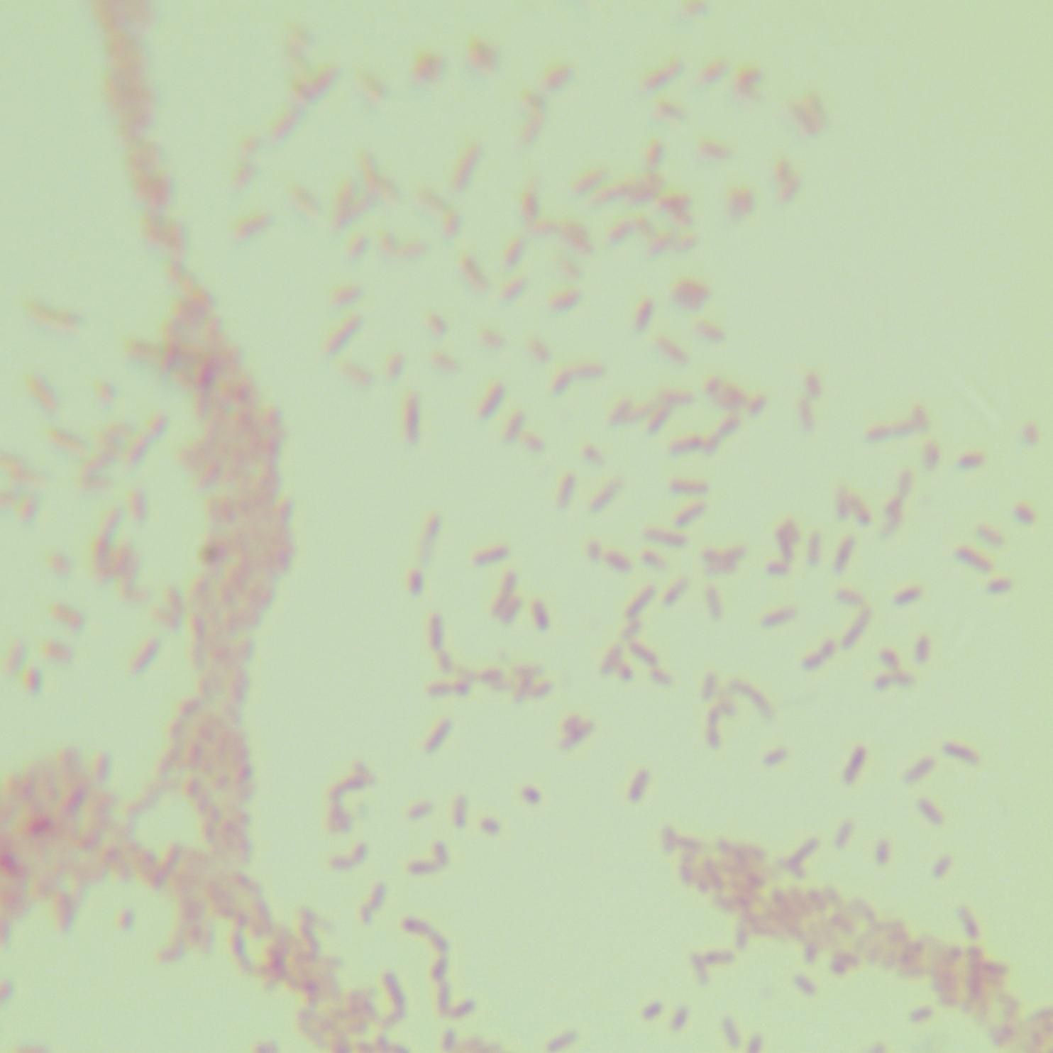 Diesinomonas genus-BNCC