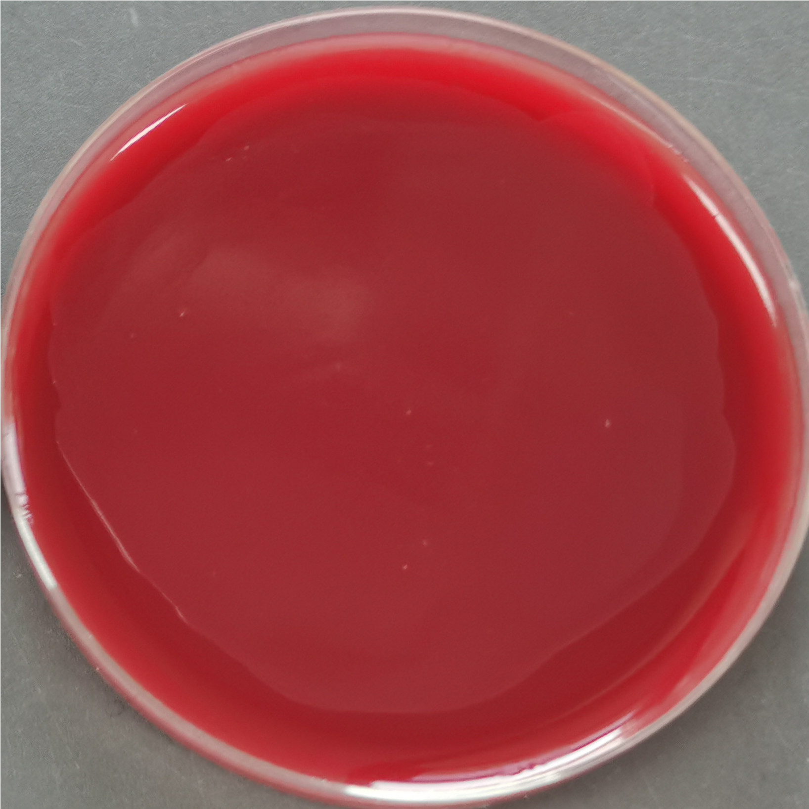 Diesinomonas genus-BNCC