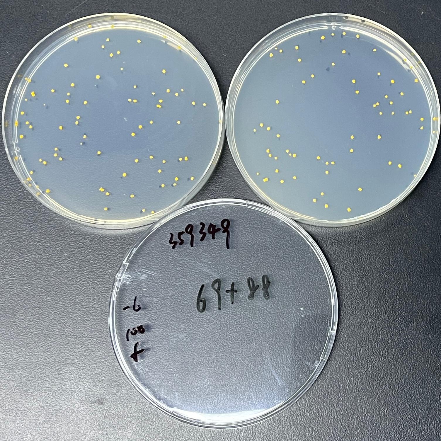 Mycobacterium gordonii-BNCC