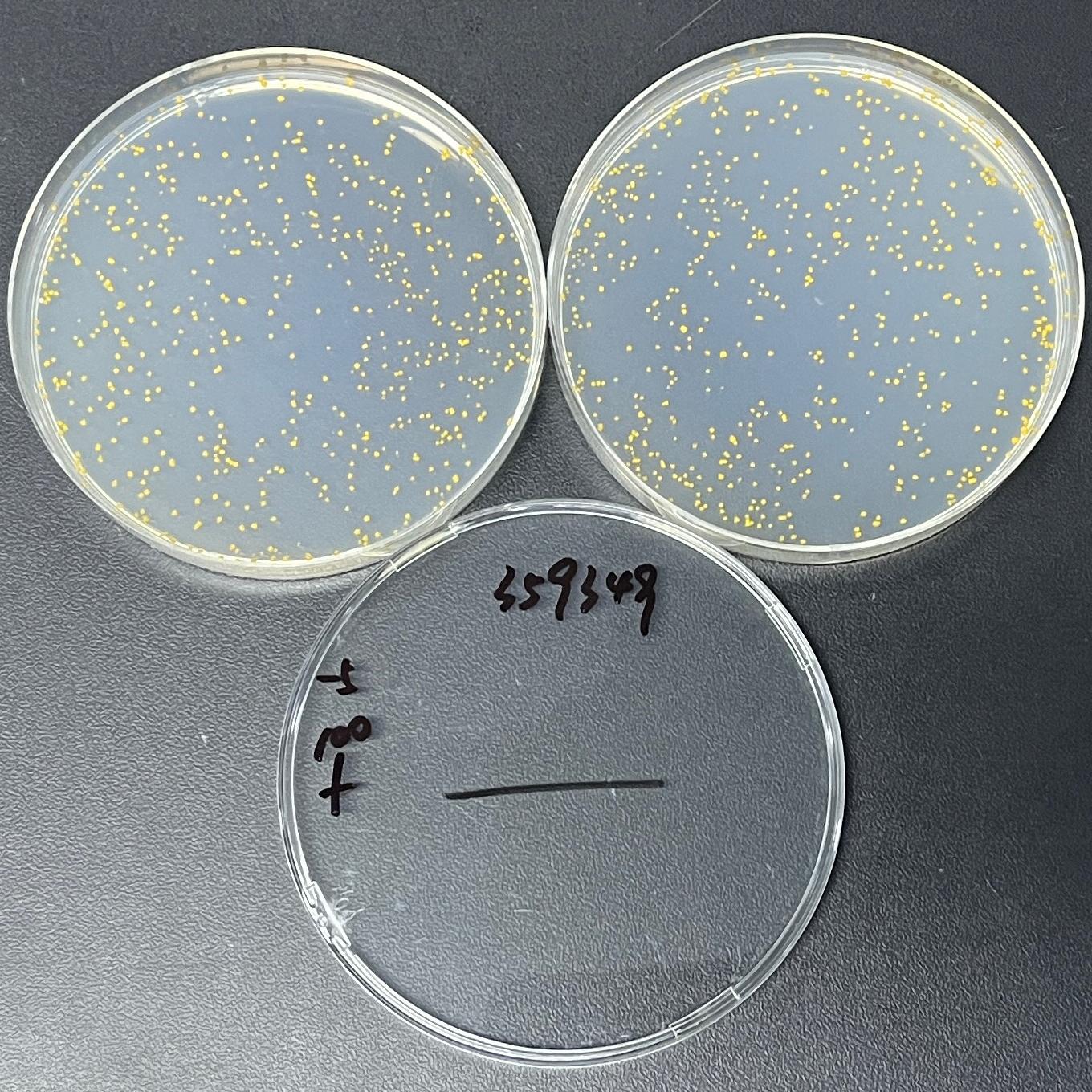 Mycobacterium gordonii-BNCC