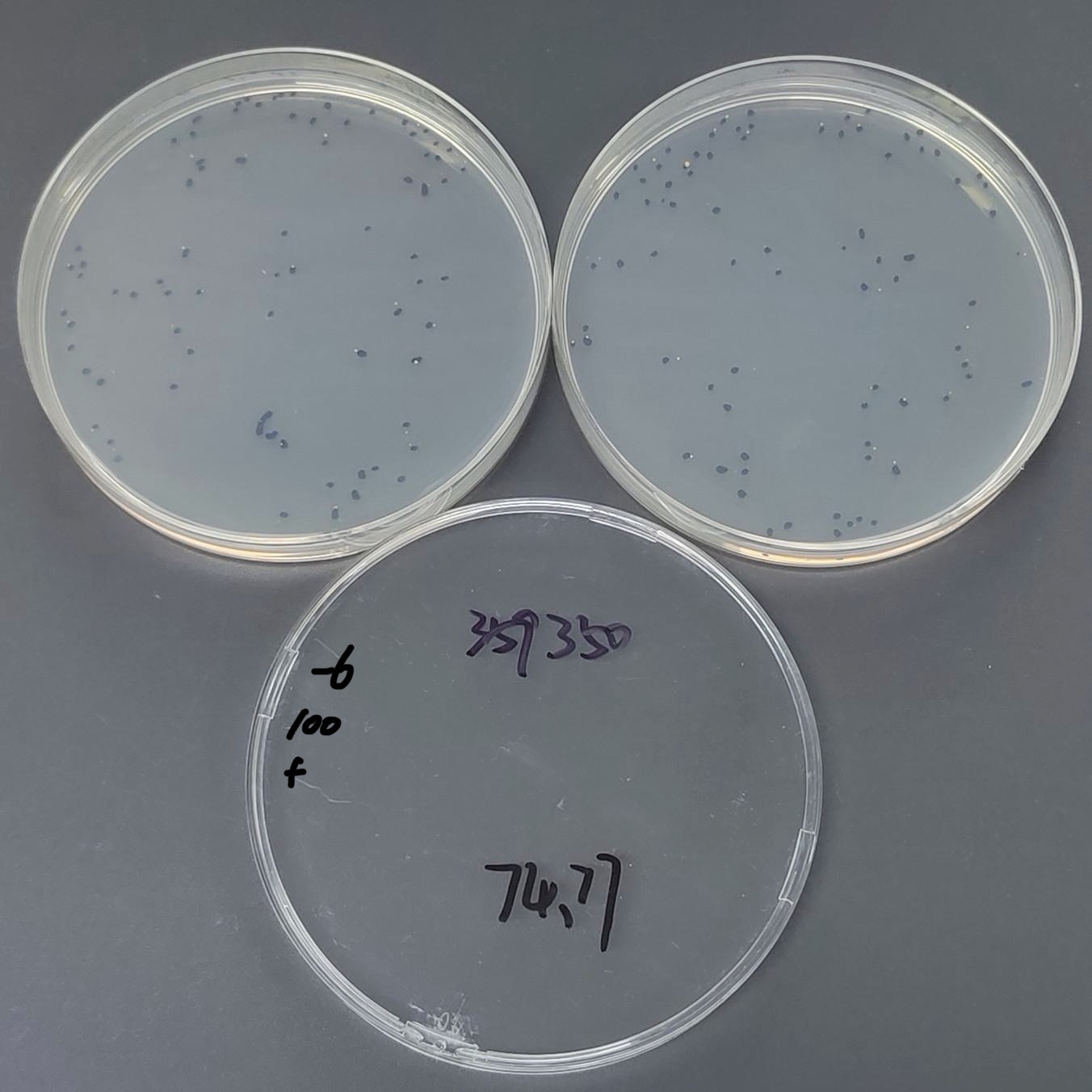 Mycobacterium bovis-BNCC