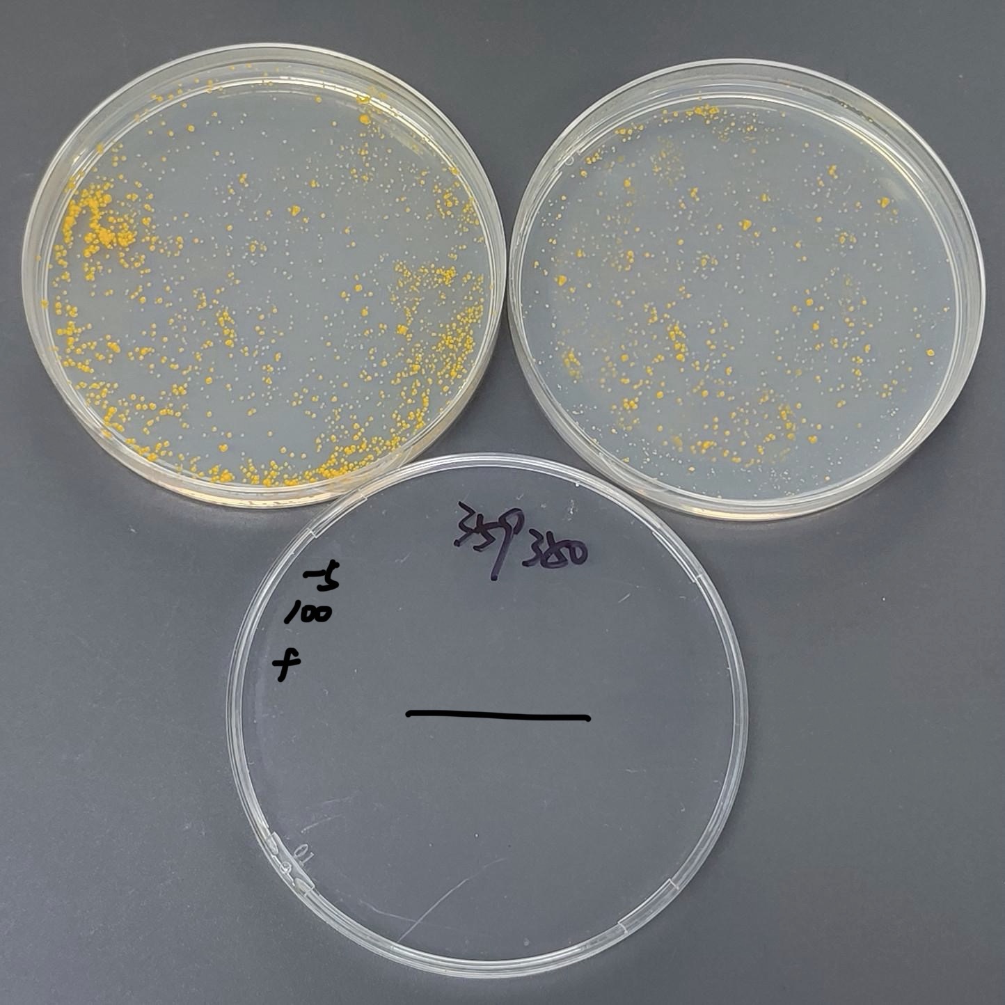 Mycobacterium bovis-BNCC