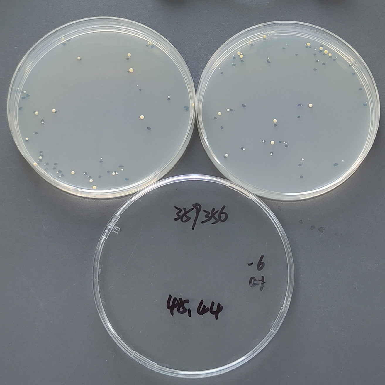 Intracellular mycobacteria-BNCC