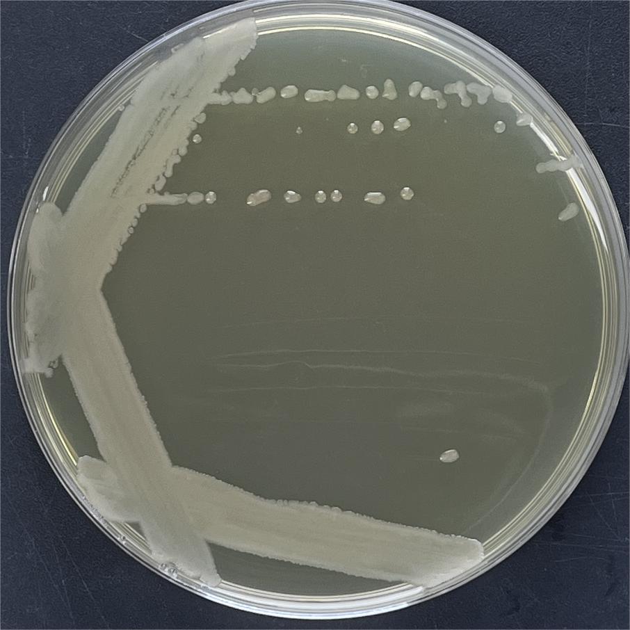 Bacillus subtilis-BNCC