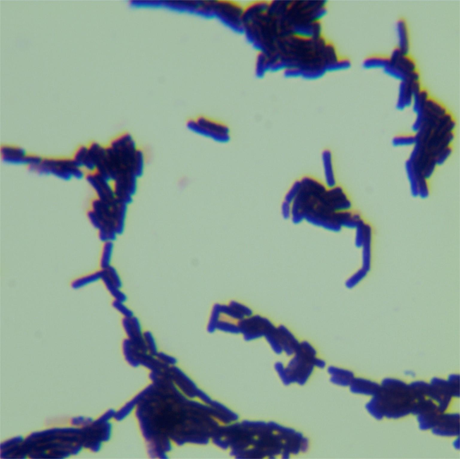 Bacillus subtilis-BNCC