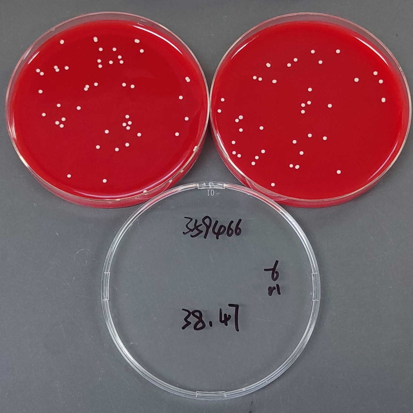 Staphylococcus aureus ureolytic subspecies-BNCC
