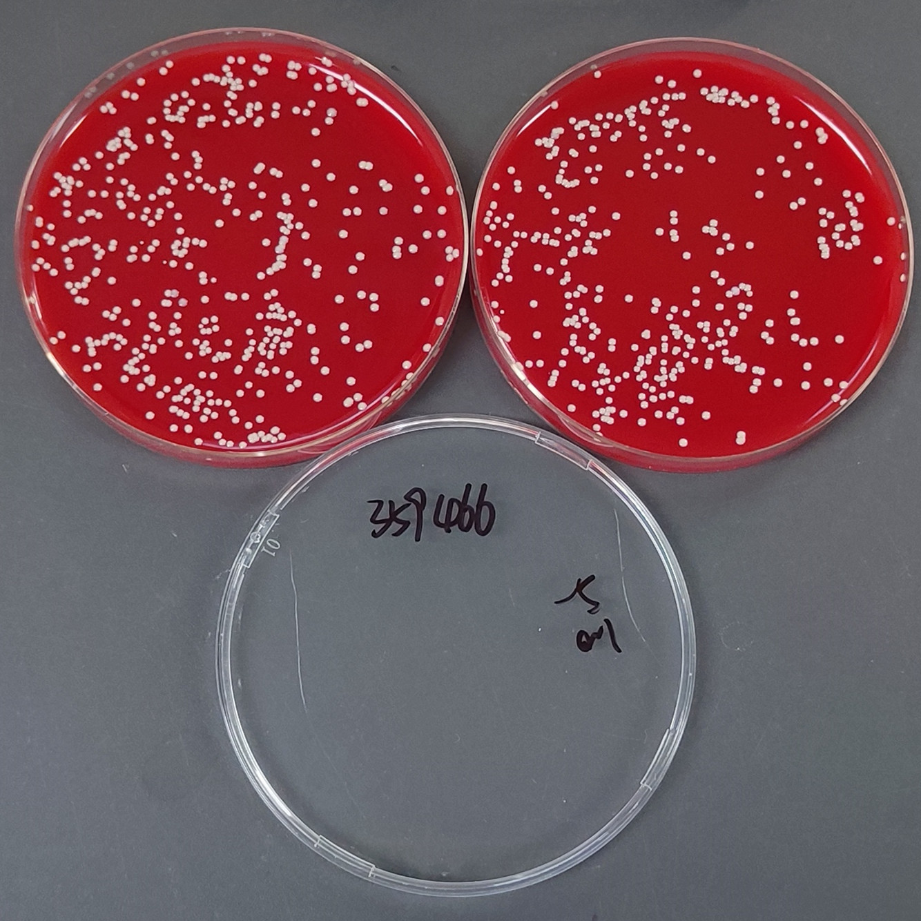 Staphylococcus aureus ureolytic subspecies-BNCC
