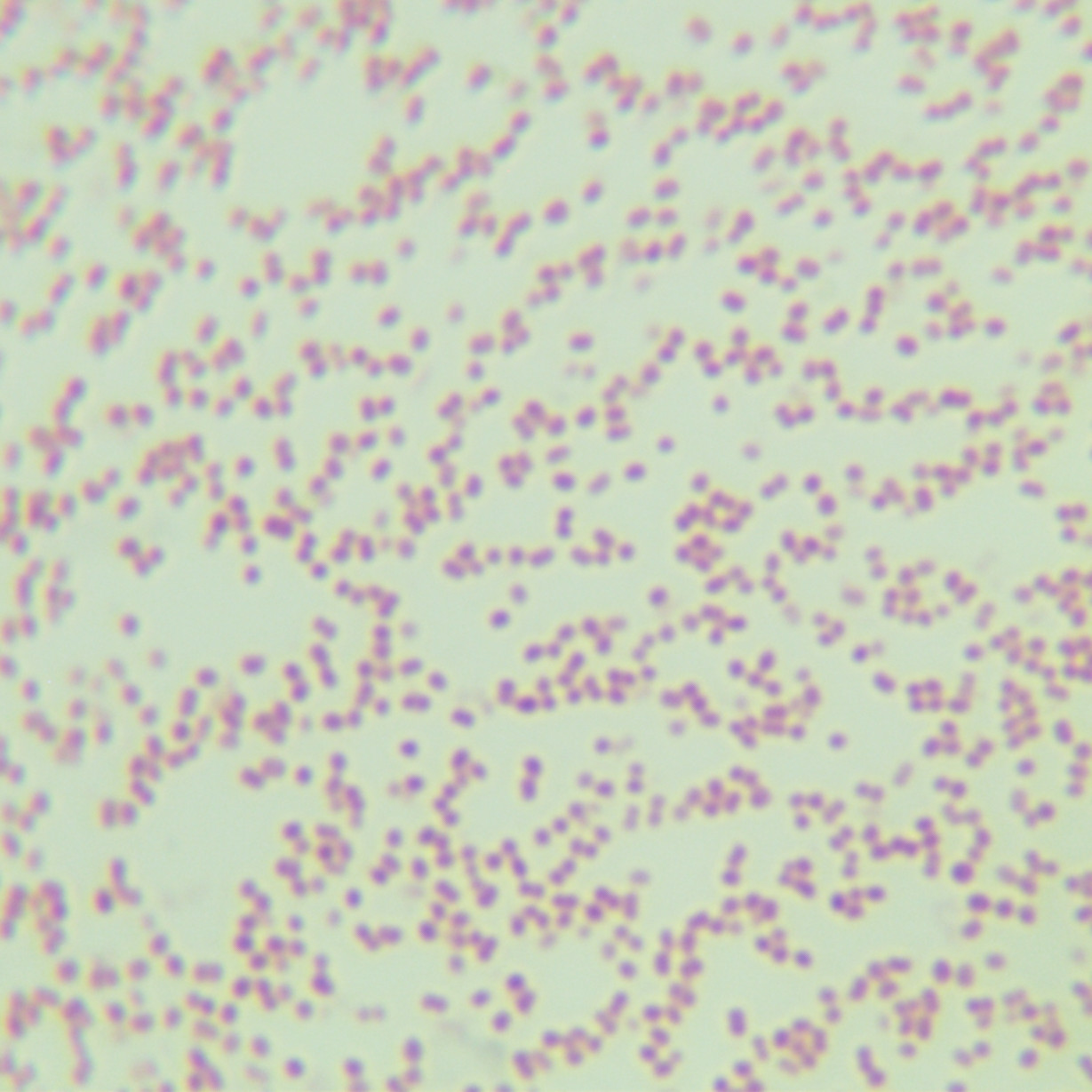 Neisseria meningitidis A-BNCC