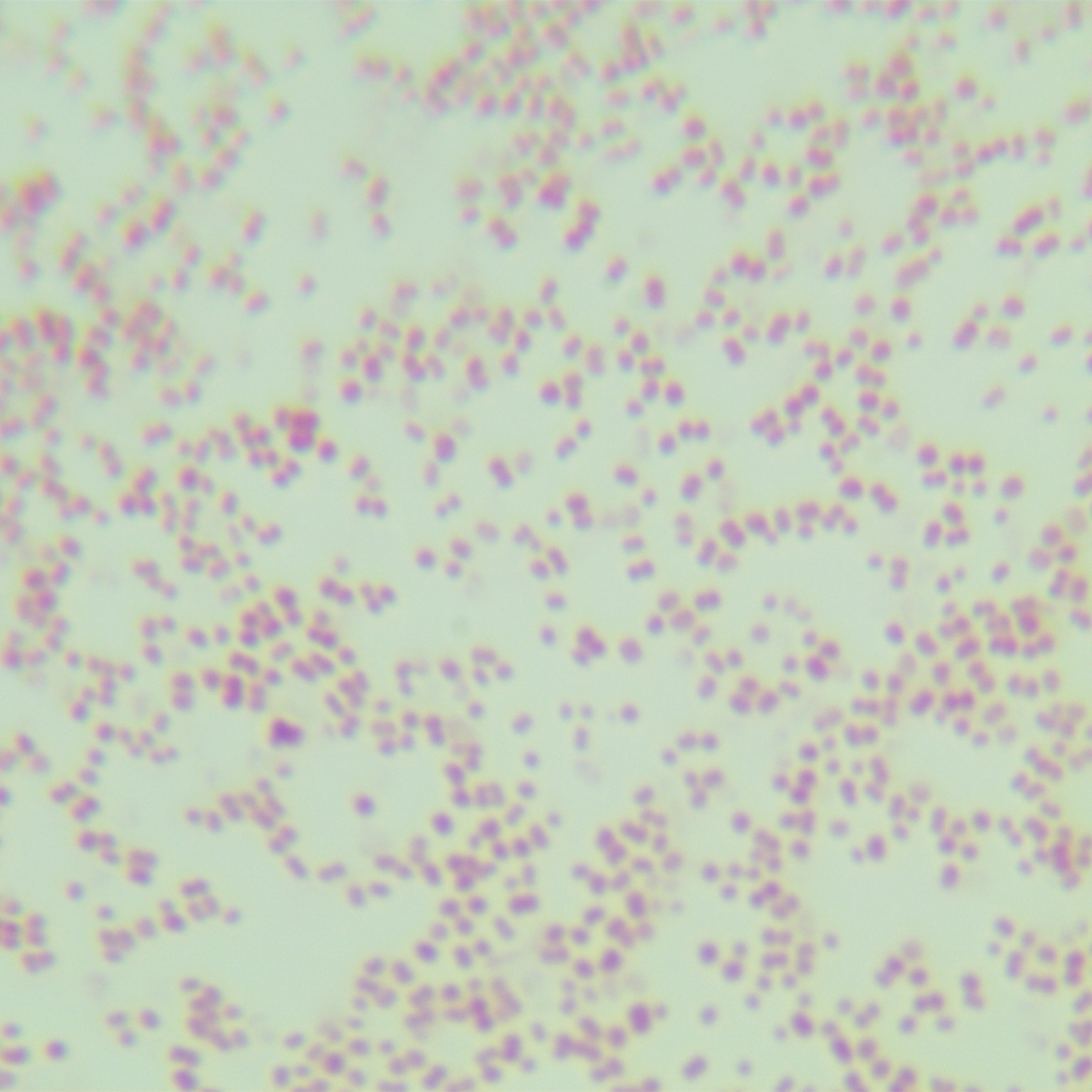 Neisseria meningitidis C-BNCC