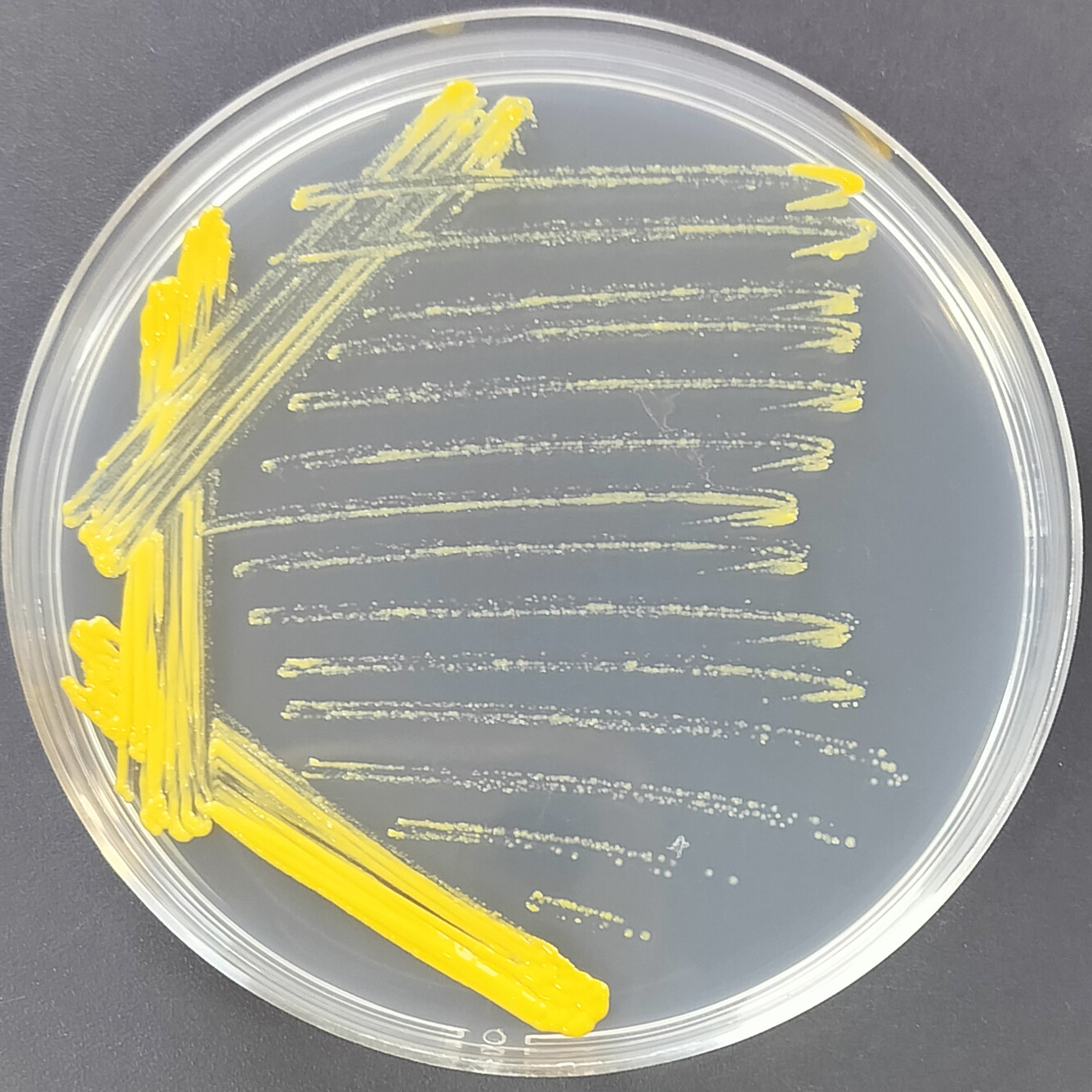 Mycobacterium scrotum-BNCC
