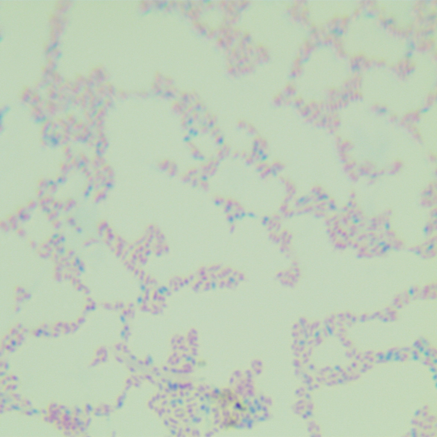 Mycobacterium scrotum-BNCC