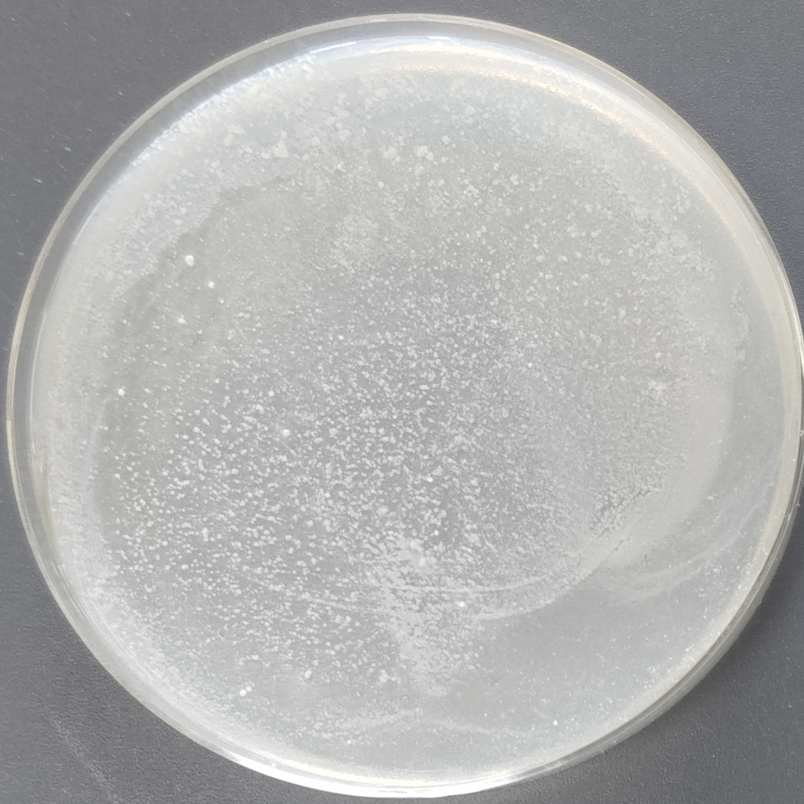 Turtle Mycobacterium-BNCC