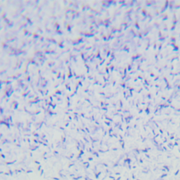 Turtle Mycobacterium-BNCC