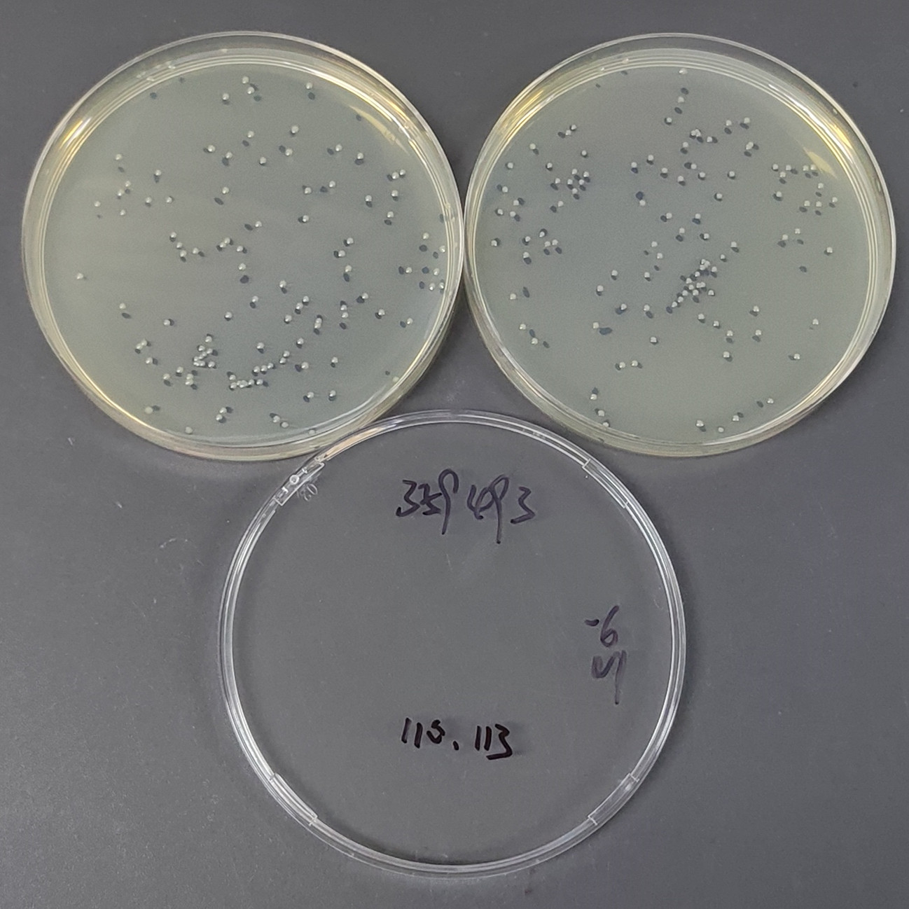Stenotrophomonas maltophilia-BNCC