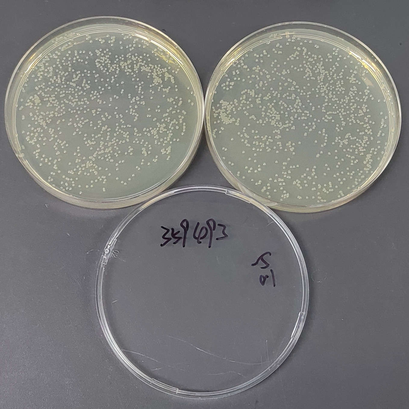 Stenotrophomonas maltophilia-BNCC