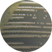 Pseudomonas aeruginosa-BNCC