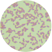 Pseudomonas aeruginosa-BNCC
