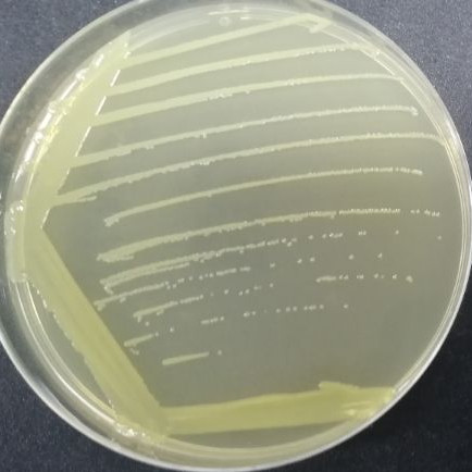 Stenotrophomonas maltophilia-BNCC