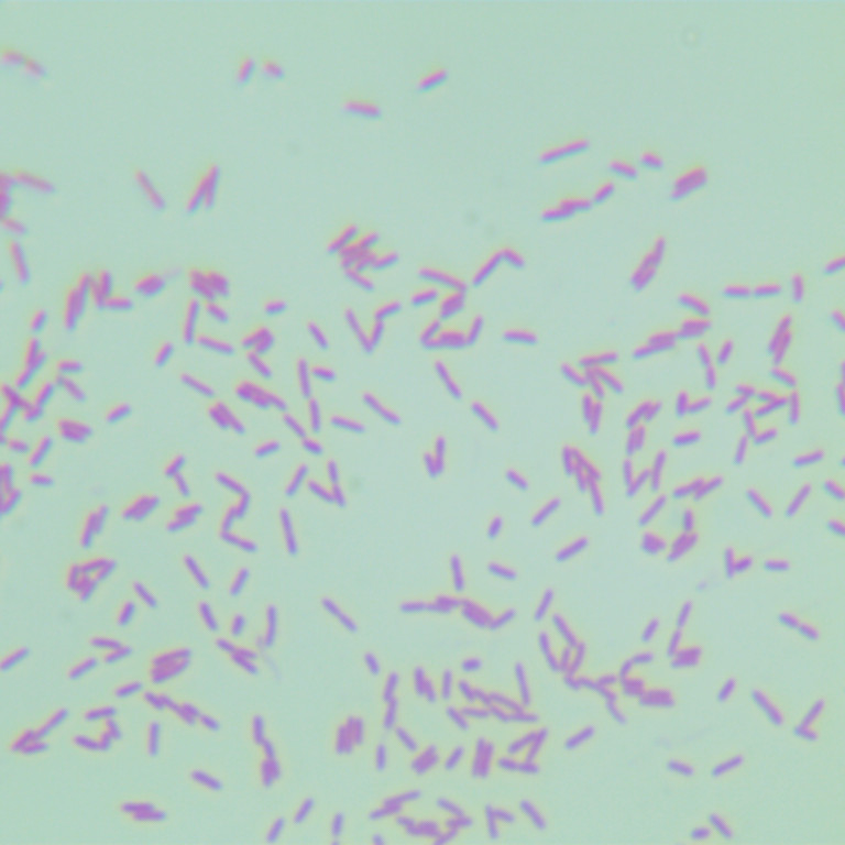 Stenotrophomonas maltophilia-BNCC