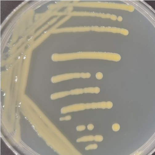 Xanthomonas campestris-BNCC