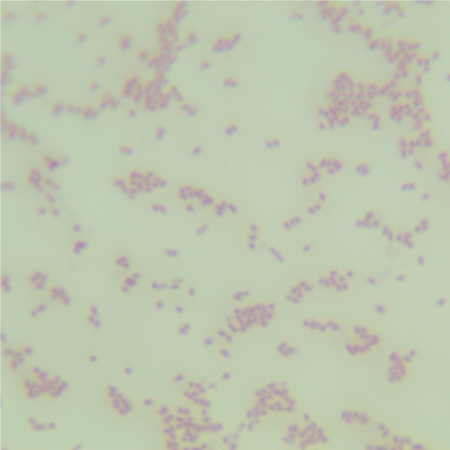 Xanthomonas campestris-BNCC