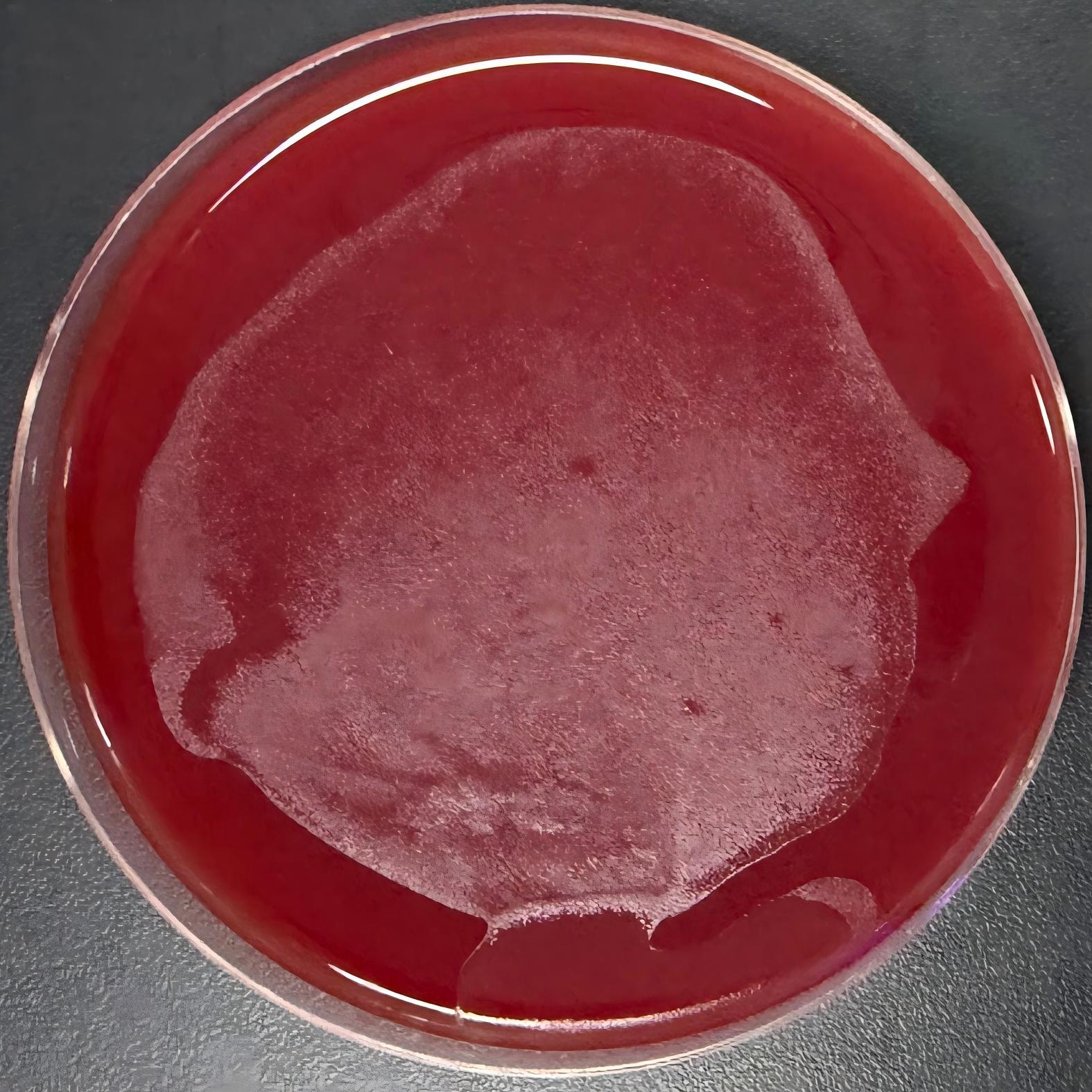 Bacillus subtilis-BNCC