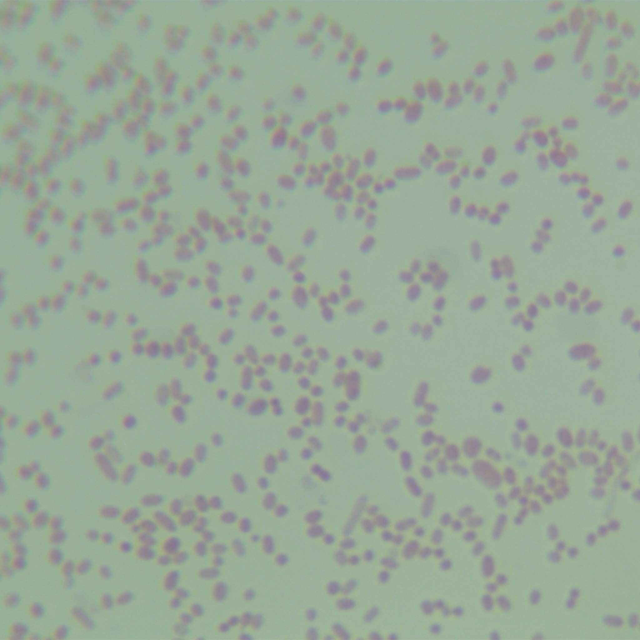 Bacillus subtilis-BNCC