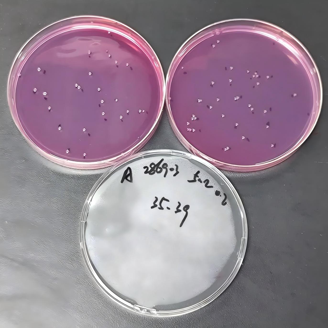 Negative Control Quality Control Sample for Fecal Coliforms (Membrane Filtration Method)-BNCC