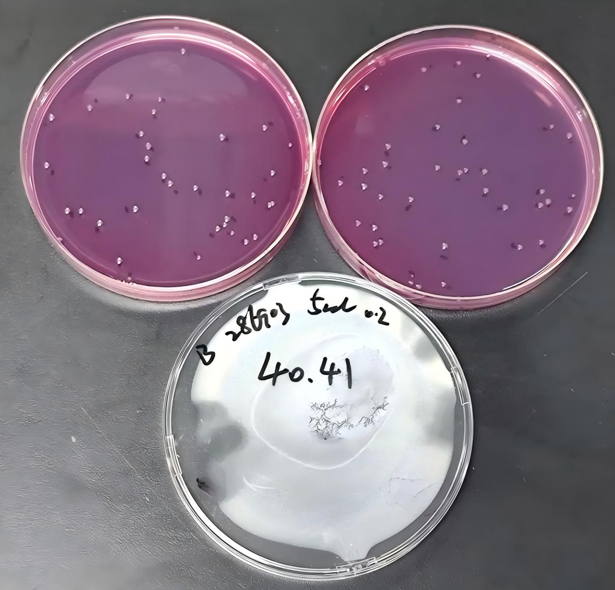 Negative Control Quality Control Sample for Fecal Coliforms (Membrane Filtration Method)-BNCC
