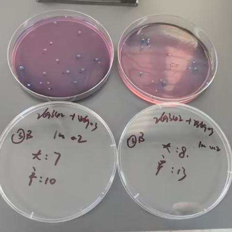 Fecal coliform standard quality control sample (filter membrane method)-BNCC