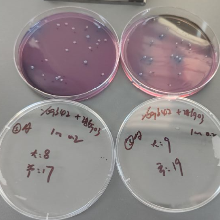 Fecal coliform standard quality control sample (filter membrane method)-BNCC