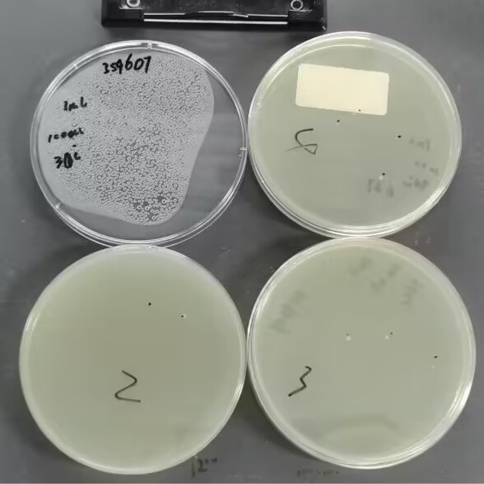 Quantitative strain of Bacillus subtilis-BNCC