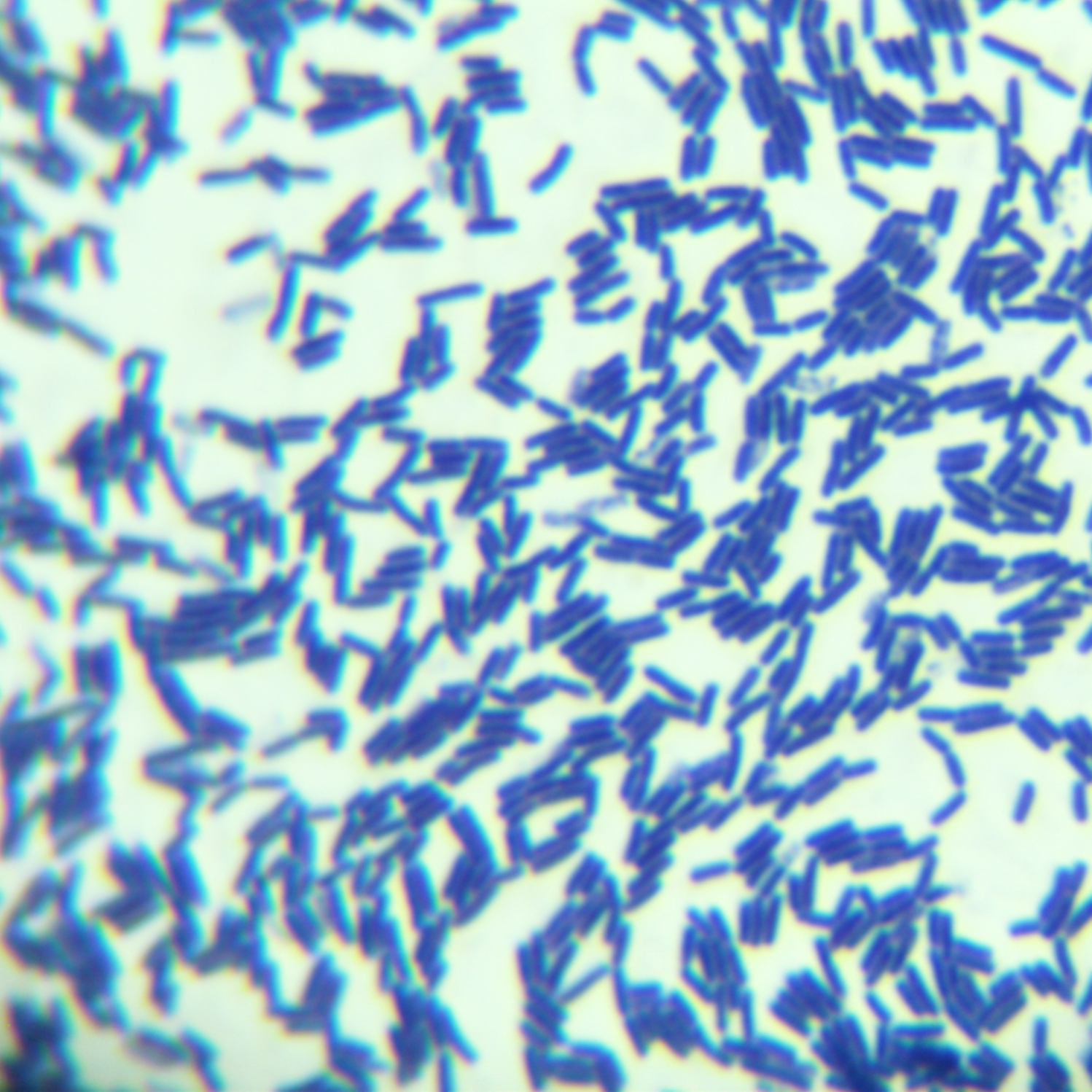 Quantitative strain of Bacillus subtilis-BNCC
