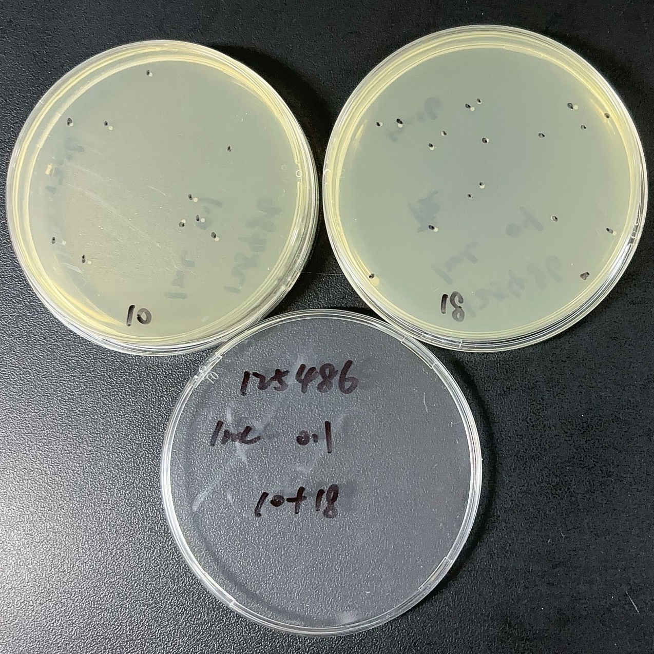 Quantitative strain of Pseudomonas aeruginosa-BNCC