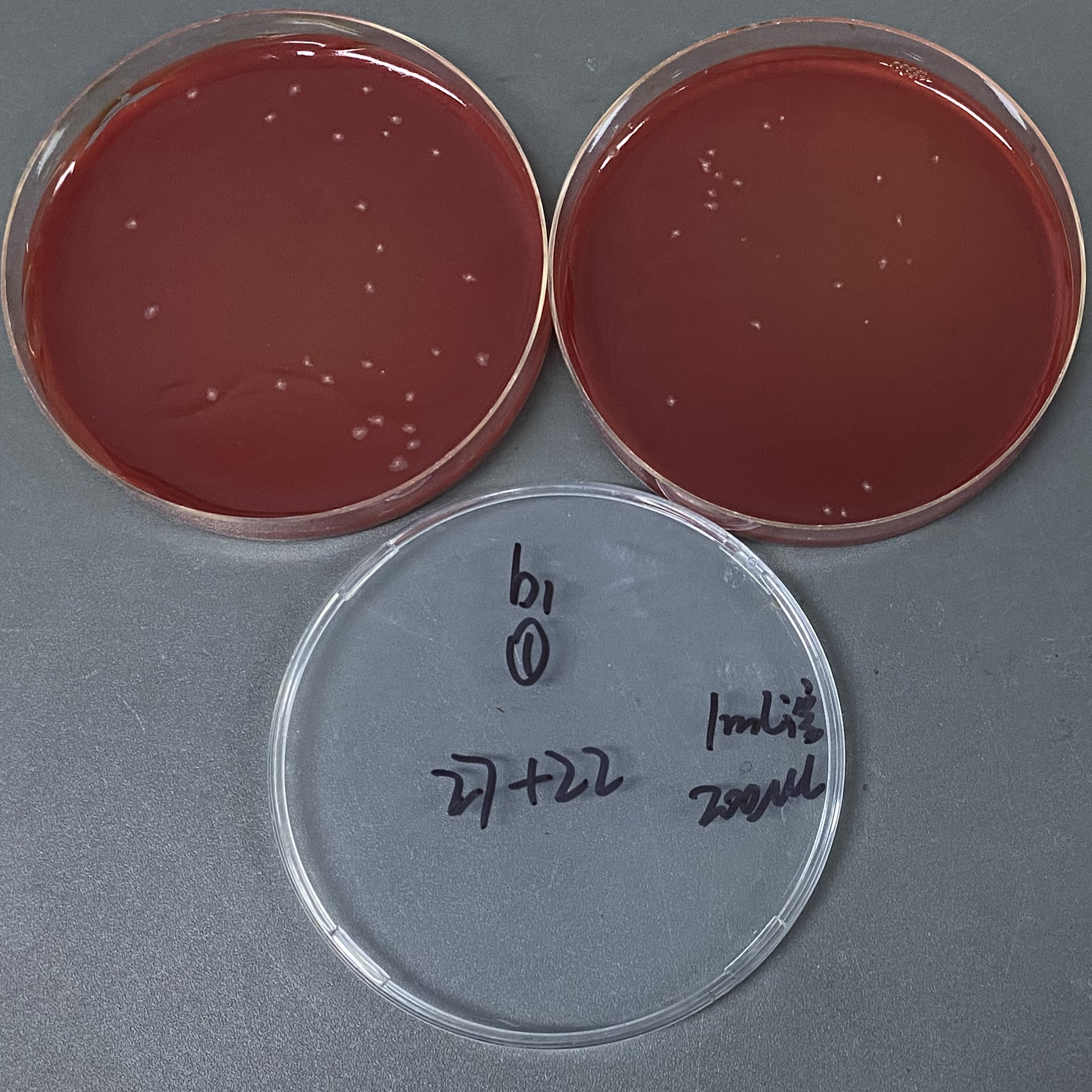 Quantitative quality control strains of Clostridium sporogenes (Plate counting method)-BNCC
